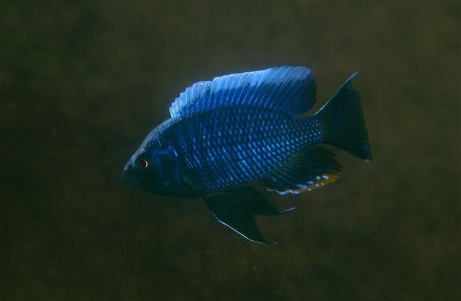 Nyassachromis boadzulu 'Kanchedza Island'